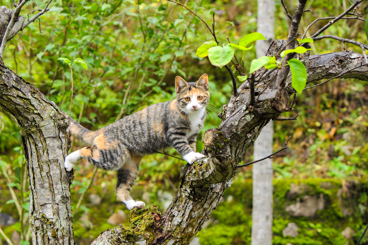 木の上で愛嬌のある表情を見せる仔猫
