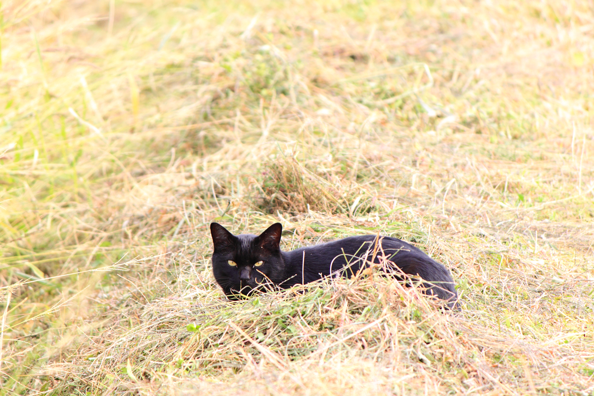 枯れ草の上でくつろぐ黒猫