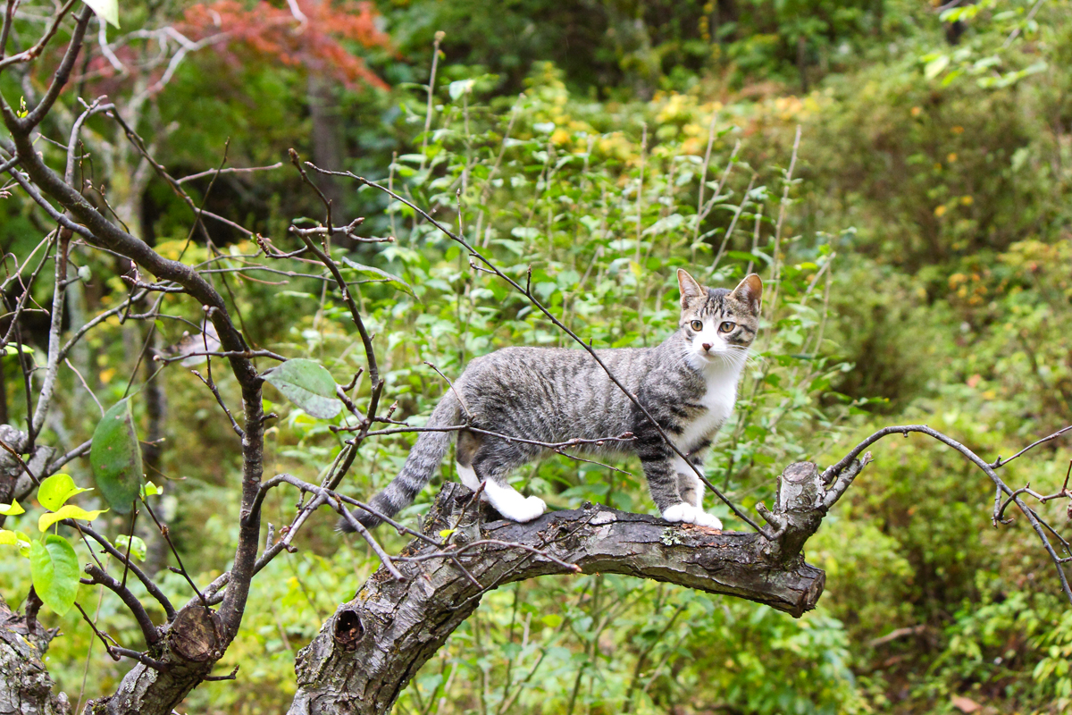 木の上の好奇心に満ちた表情の仔猫