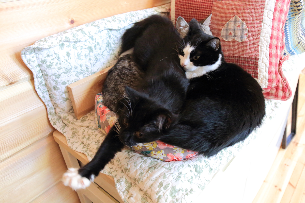 小さな猫ベットに折り重なる猫三匹